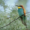 Vlha pestra - Merops apiaster - European Bee-eater 6936